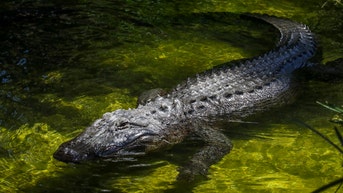 Hundreds of apex predators removed from Disney World since toddler's 2016 death - Fox News
