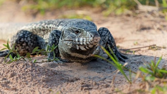 Officials in this state want you to kill invasive lizards spreading disease - Fox News