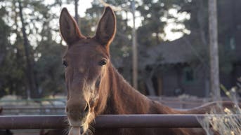 Is your state animal extinct? The shocking truth revealed behind all 50 states - Fox News