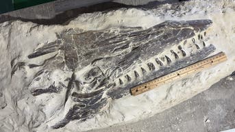 12-year-old discovers rare, prehistoric find during school field trip - Fox News
