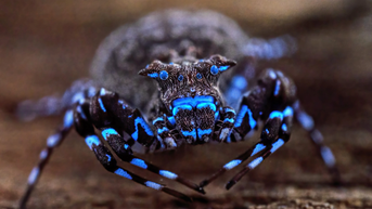 Descubren una araña azul luminosa entre decenas de especies desconocidas en las tierras altas inexploradas de Angola - Fox News