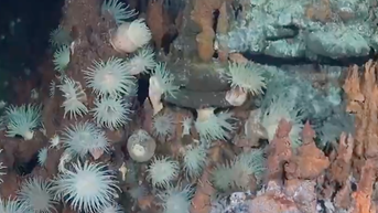 Scientists discover 31 unknown species in the ocean's 'largest frontier' - Fox News