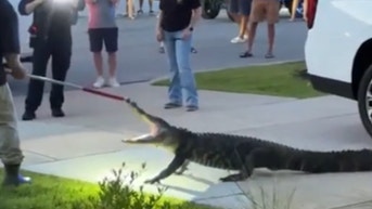 Monster alligator fights trapper after invading Southern neighborhood - Fox News