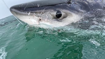 Great white shark pings off iconic beach vacation destination - Fox News