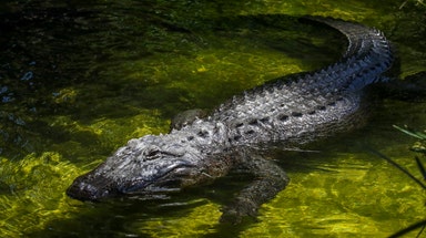 More than 400 alligators removed from Walt Disney World since toddler's tragic death in 2016