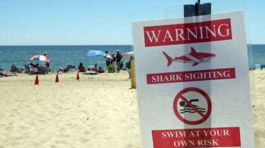Beachgoers on alert as unprecedented shark sightings plague these popular beaches this summer
