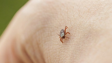 Federal officials unveil new plan in the fight against Lyme disease and tick-borne illness