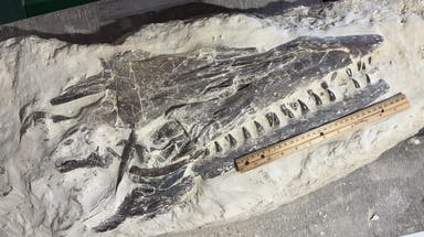 Photos: Boy discovers rare, prehistoric fossil during field trip in Kansas