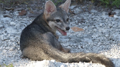 Rare Cozumel dwarf fox feared extinct is photographed for first time in decades
