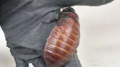 Breeder caught with more than 100K illegal exotic cockroaches valued at over $200K