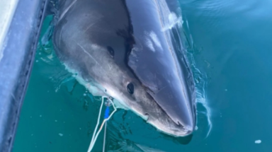 Great white shark Quint arrives at key seasonal habitat near Cape Cod