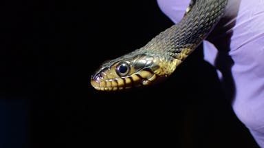 Slithering toward extinction: Deadly diseases could wipe out rattlesnake population