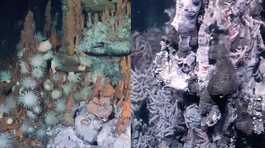 See it: Over 30 new species discovered during expedition to the ocean's 'largest frontier'