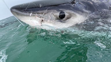 Young great white shark pings off Cape Cod coast just as tourist season begins