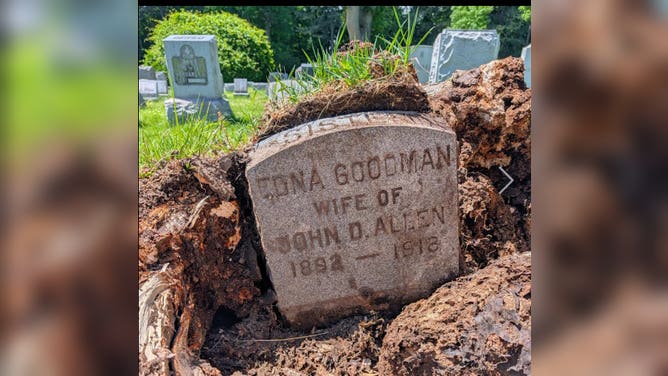 A large tree was ripped from the ground at a cemetery in upstate New York.