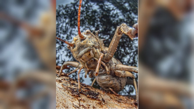Newly discovered katydid species.