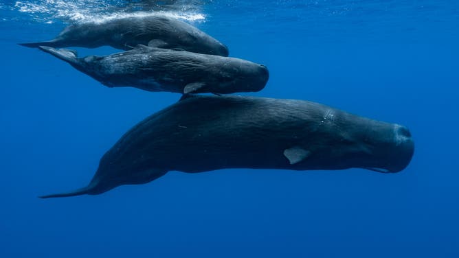 MAURITIUS ISLAND - INDIAN OCEAN - NOVEMBER 10 : A sperm whale and two young ones swimming under the surface, on November 10, 2011 in Mauritius Island, Indian Ocean. The sperm whale (Physeter macrocephalus) is an odontocete, a toothed cetacean. It frequents all the oceans and a majority of the world's seas. Only males venture into the cold waters of the Arctic and Antarctic. The male can reach more than 18 metres in length. He's the greatest carnivore in the world. Sperm whales can live up to 70 years. They feed on squid and hunt in pits between 300 and 800 metres but sometimes between 1000 and 2000 metres. Their dives can last more than an hour. The head of the sperm whale represents about one third of the body. On the other hand, their eyes are very small.