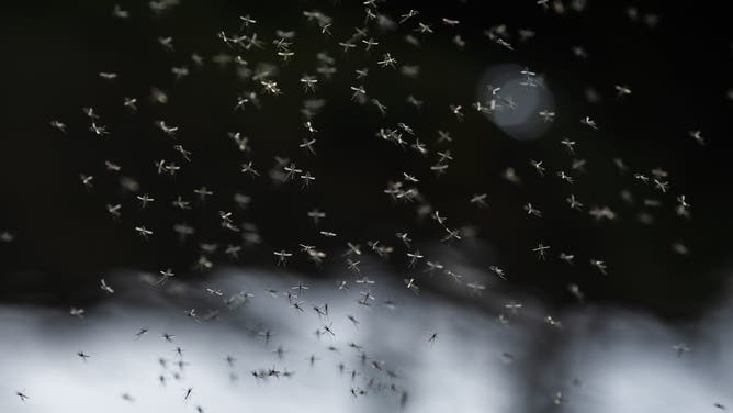 MORDEN, ENGLAND - MARCH 20: Gnats fly above a stream at Morden Hall Park on March 20, 2020 in Morden, Greater London.