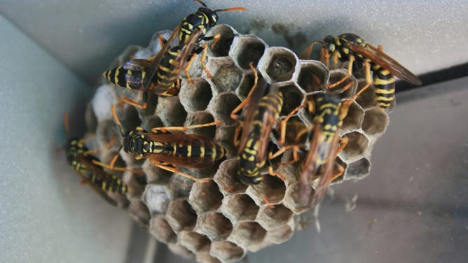 European paper wasps (Polistes dominula) on a small nest in Ontario, Canada.