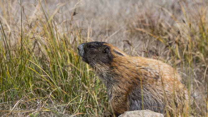 WASHINGTON, UNITED STATES - 2021/09/07: An Olympic marmot (Marmota olympus) on Hurricane Ridge on the Olympic Peninsula in the Olympic National Park in Washington State, USA.