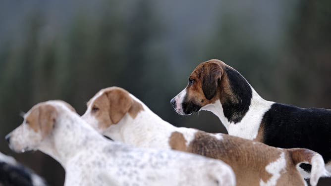 Looking out over the valley below, hounds from the Lauderdale Hunt, led by MFH Claire Bellamy. While hunting on Saturday 08 January 2022, in the Moorfoot Hills in Leithen Water valley outside Innerleithen in the Scottish Borders. Since the Wild Mammals Protection (Scotland) Act (2002). Ongoing concerns about the effectiveness of the legislation, and about the use of packs of dogs to flush foxes, led the Scottish Government to appoint Lord Bonomy to undertake a review of the operation of the legislation.