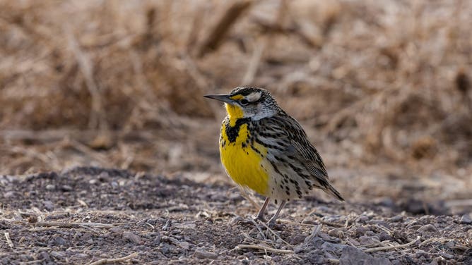 A Western Meadowlark, Sturnella neglecta, foraging in the grass. Bosque del Apache National WIldlife Refuge in New Mexico.