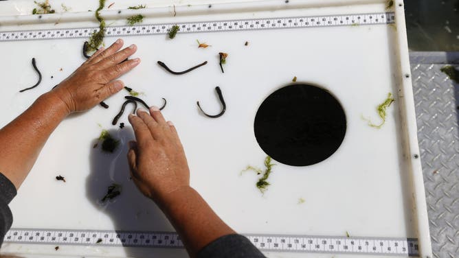WEITCHPEC, CALIFORNIA - JUNE 09: Jamie Holt, lead fisheries technician with the Yurok Fisheries Department, tries to contain river lamprey as she sorts through fish caught in a rotary screw trap on the Klamath River on June 09, 2021 in Weitchpec, California. The Yurok Tribal Fisheries Department has been monitoring a drought-caused fishkill of juvenile salmon brought on by an outbreak of Ceratonova shasta (C. Shasta) along the Klamath River. Due to the extreme drought, water flows on the Klamath River have dropped considerably since the beginning of the year causing the river to flow slower and the water temperature to rise, an environment that C. Shasta thrives in. Yurok Tribal officials expect C. Shasta to kill off nearly all of the juvenile Chinook salmon in the Klamath River which will not only negatively impact fish production, but also the Yurok Tribe, California’s largest federally recognized tribe, whose culture, ceremonies and traditions are linked to the annual fish runs. 