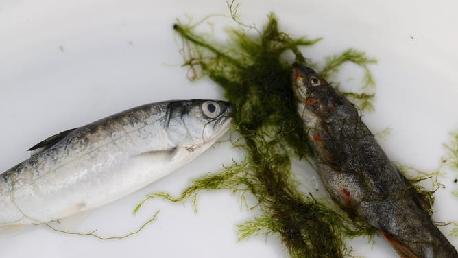 WEITCHPEC, CALIFORNIA - JUNE 09: Two dead juvenile salmon sit in a bucket after being removed from a Yurok Fisheries Department rotary screw trap on the Klamath River on June 09, 2021 in Weitchpec, California. The Yurok Tribal Fisheries Department has been monitoring a drought-caused fishkill of juvenile salmon brought on by an outbreak of Ceratonova shasta (C. Shasta) along the Klamath River. Due to the extreme drought, water flows on the Klamath River have dropped considerably since the beginning of the year causing the river to flow slower and the water temperature to rise, an environment that C. Shasta thrives in. Yurok Tribal officials expect C. Shasta to kill off nearly all of the juvenile Chinook salmon in the Klamath River which will not only negatively impact fish production, but also the Yurok Tribe, California’s largest federally recognized tribe, whose culture, ceremonies and traditions are linked to the annual fish runs.