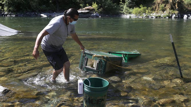 WEITCHPEC, CALIFORNIA - JUNE 09: Gilbert Myers, a fisheries technician with the Yurok Fisheries Department, pulls fish traps out of the Klamath River on June 09, 2021 in Weitchpec, California. The Yurok Tribal Fisheries Department has been monitoring a drought-caused fishkill of juvenile salmon brought on by an outbreak of Ceratonova shasta (C. Shasta) along the Klamath River. Due to the extreme drought, water flows on the Klamath River have dropped considerably since the beginning of the year causing the river to flow slower and the water temperature to rise, an environment that C. Shasta thrives in. Yurok Tribal officials expect C. Shasta to kill off nearly all of the juvenile Chinook salmon in the Klamath River which will not only negatively impact fish production, but also the Yurok Tribe, California’s largest federally recognized tribe, whose culture, ceremonies and traditions are linked to the annual fish runs.