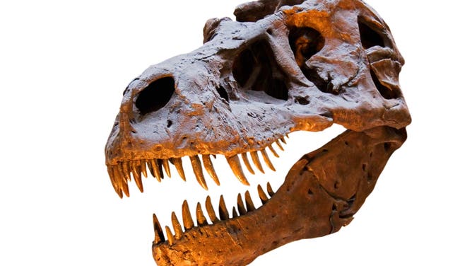 Tyrannosaurus Rex skull isolated on white background with copy space