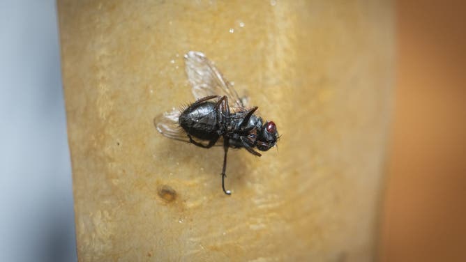 A common housefly is seen stuck to a sticky fly trap in a kitchen in Warsaw, Poland on 19 July, 2023.