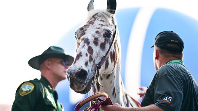 ORLANDO, FLORIDA - SEPTEMBER 03: Renegade VI the Appaloosa mascot of the Florida State Seminoles prior to a game against the LSU Tigers at Camping World Stadium on September 03, 2023 in Orlando, Florida.