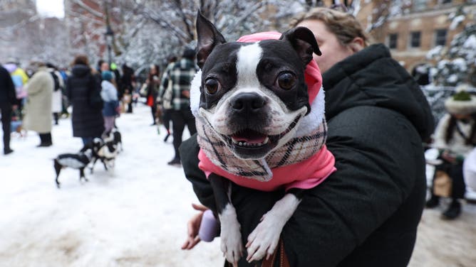 NEW YORK, US - FEBRUARY 17: Nearly 100 Boston Terriers and their owners met up at Washington Square Park's dog run to celebrate National Boston Terrier Day in NYC, United States on February 17, 2024 .