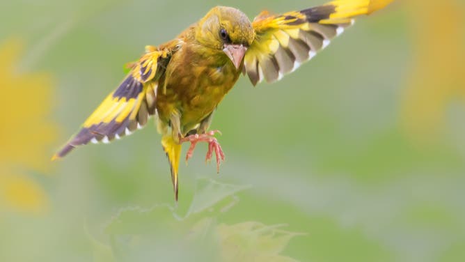 NANCHANG, CHINA - JUNE 23: A goldfinch bird frolics in a blooming sunflower field at Malanwei Wetland Park on June 23, 2024 in Nanchang, Jiangxi Province of China.