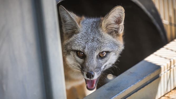 Palm Desert, CA - September 13: Mozart, a three-legged gray fox without spleen, is among about 50 animals evacuated from the Big Bear Zoo due to smoke from the Bridge Fire to The Living Desert Zoo and Gardens in Palm Desert Friday, Sept. 13, 2024. The Big Bear Alpine Zoo, which is being threatened by the Line fire, has evacuated its animals to the Living Desert in Palm Desert.