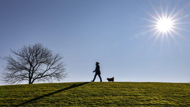 16 March 2025, North Rhine-Westphalia, Bonn: A walker is walking her dog through the Rheinaue.