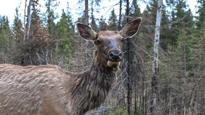BANFF, CANADA MAY 22: An elk spotted on the outskirts of Banff, Alberta, Canada on May 22, 2025.