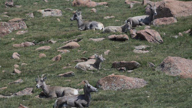 COLORADO SPRINGS, CO - JULY 30 : A group of Bighorn Sheep on Pikes Peak in Colorado Springs, Colorado on Wednesday, July 30, 2025. Biologists, wildlife officers and volunteers are headed to multiple locations up Pikes Peak to conduct a visual accounting of the Bighorn Sheep Herd from roadside and on foot. The first recorded survey of Bighorn Sheep on Pikes Peak was in 1949 when 205 were counted. Annual counts have been conducted by CPW since 1988. The official count in 2024 was 82.