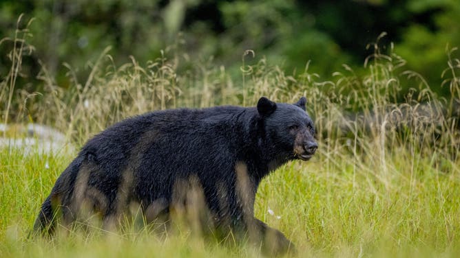 BRITISH COLUMBIA, CANADA - 2025/09/04: An American black bear (Ursus americanus) is walking through the meadow at Cameron Cove in Barnard Harbor, Princess Royal Island, Great Bear Rainforest, British Columbia, Canada.