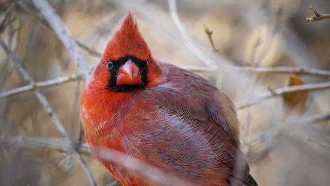 A Northern Cardinal perches on the branches, showcasing its bright red plumage against the subdued winter background. This migratory bird creates a notable contrast with the snowy surroundings as it moves through the foliage in search of food. Montreal (Canada), January 18, 2026. Un Cardinal rouge se perche sur les branches, mettant en valeur son plumage rouge vif contre le fond d hiver attenue. Cet oiseau migrateur cree un contraste notable avec l environnement enneige alors qu il se deplace a travers le feuillage a la recherche de nourriture. Montreal (Canada), le 18 janvier 2026.