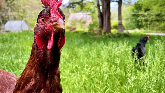 A Rhode Island Red chicken with a flock of others free of their coop roaming through a field in Mansfield, Connecticut in May of 2023.