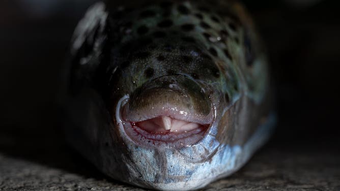 This photo shows a silver-cheeked pufferfish (Lagocephalus sceleratus) caught by a fisherman at the port of Ierapetra, on the island of Crete, on June 2, 2026. Pufferfish, a warm-water invasive species, were first spotted in Greek waters some 20 years ago and are wreaking havoc with the country's fishing industry, a pillar of the nation's agricultural exports. The pufferfish explosion in Greek waters is the latest example of how warming oceans are changing ecosystems and upturning their reliant economies.