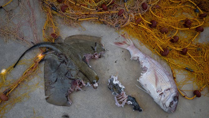 This photograph shows a red porgy (Pagrus pagrus) (R) and a ray (L) partially eaten by a pufferfish next to a fishing net, at the port of Ierapetra, on the island of Crete, on June 3, 2026. Pufferfish, a warm-water invasive species, were first spotted in Greek waters some 20 years ago and are wreaking havoc with the country's fishing industry, a pillar of the nation's agricultural exports. The pufferfish explosion in Greek waters is the latest example of how warming oceans are changing ecosystems and upturning their reliant economies.