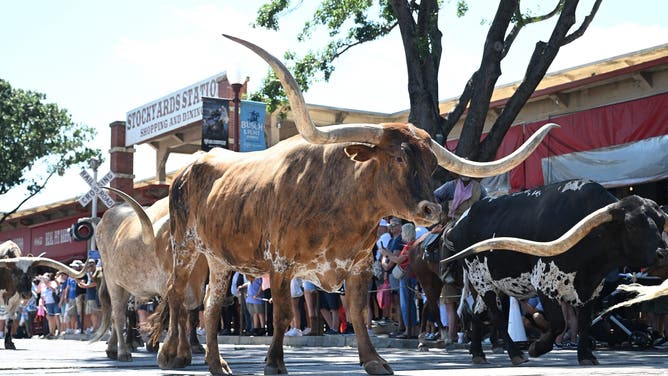 Tourists look on as Cowhands lead a herd of Texas Longhorn cattle during the Fort Worth Herd Cattle Drive through East Exchange Avenue at the Stockyards in Fort Worth, Texas, on June 28, 2026.