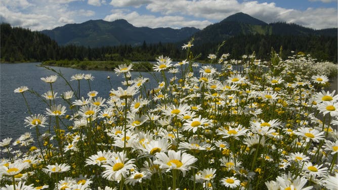 WASHINGTON, UNITED STATES - 2007/07/15: USA, Washington State, Cascade Mountains Near Snoqualmie Pass, Mt. Baker-snoqualmie National Forest, Gold Creek Recreation Area, Daisy Wildflowers.