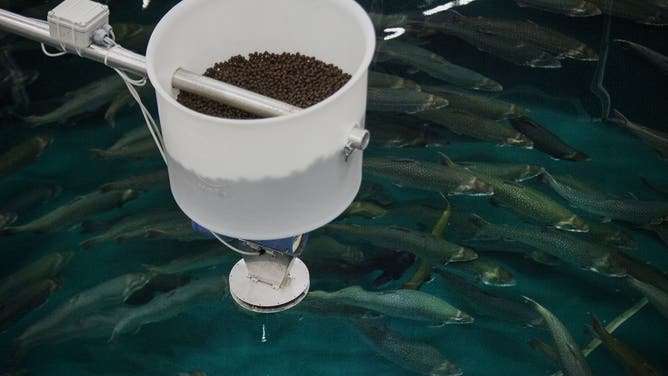 Arctic char swim under a bucket of food pellets in a tank at the William Jack Hernandez Sport Fish Hatchery in Anchorage, Alaska, U.S., on Wednesday, Nov. 5, 2014. Voters in Anchorage on Nov. 4 approved a referendum that voids a controversial municipal labor ordinance passed in February 2013. The repeal referendum targeted an ordinance known as AO-37, or the Responsible Labor Act, which eliminated strike rights for most unions, eliminated rights to binding arbitration for police and firefighter unionsgroups that had previously ceded strike rights in exchange for binding arbitrationand limited allowable pay and benefits.