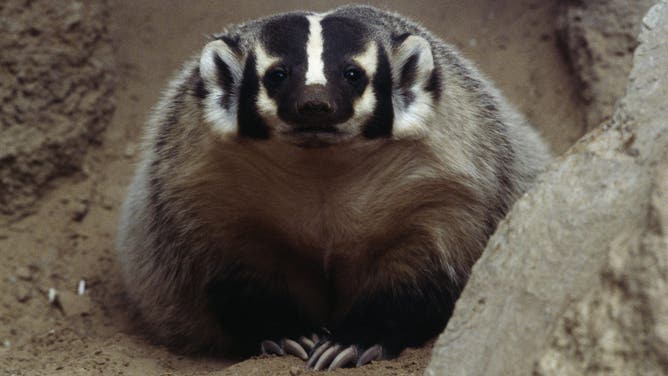 UNSPECIFIED - MARCH 03: American badger (Taxidea taxus), Mustelidae.