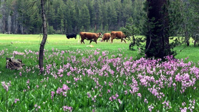 US Dept. of Forestry held one of the several planning meetings with ranchers, enviromentalists, scientists, wilderness recreation operators and the media to discuss the use of public land and it's impact on natural habitat. Pic. shows cattle grazing at Kaiser Meadows in the Sierra National Forest.