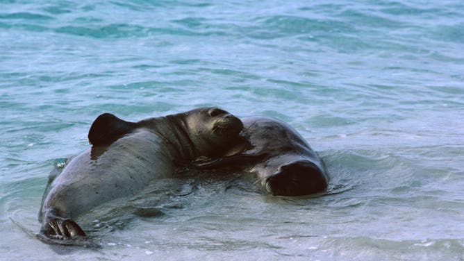 Hawaiian monk seals, Neomonachus schauinslandi, two in surf, Midway Atoll National Wildlife Refuge, Hawaii, USA.