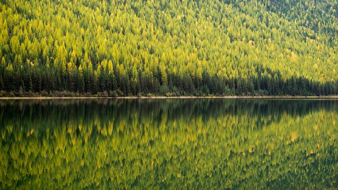 Trees are reflected in Stanton Lake located in the Great Bear Wilderness just south of Glacier National Park, Oct 13, 2013.